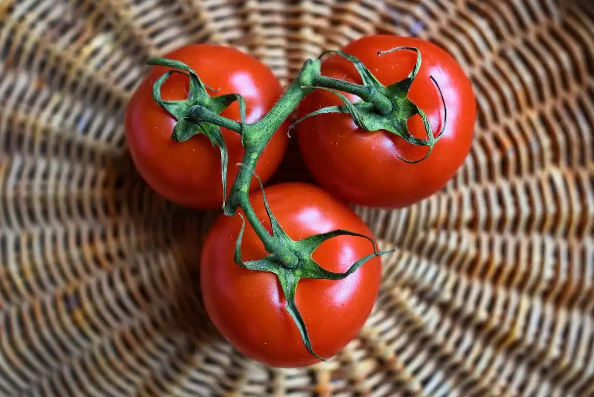 Pruners making a clean cut on a tomato main stem above a fruit cluster