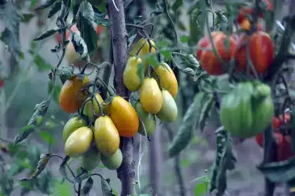 Sunlit tomato vines on trellis with pruning shears on a stake