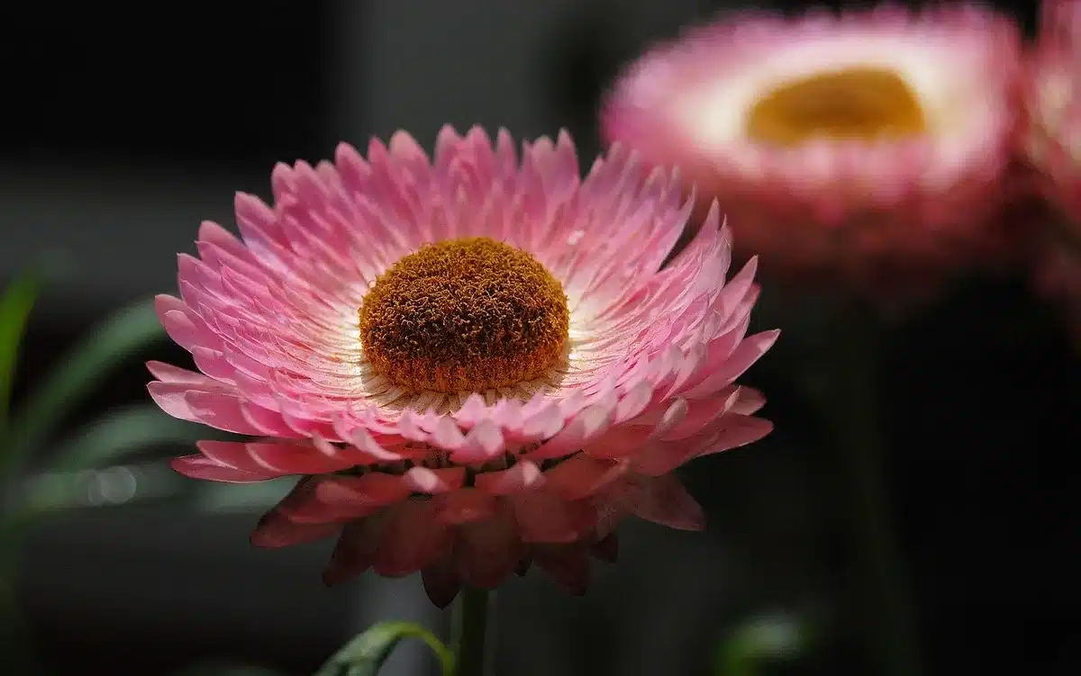 Different strawflower varieties in pots showing dwarf and standard sizes