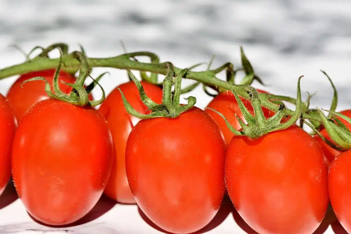 Gardener topping an indeterminate tomato vine to help fruit ripen