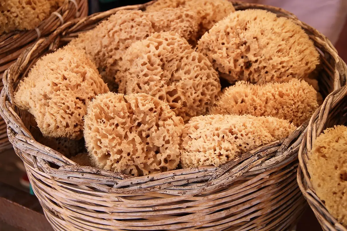 Kitchen sponge elevated on a holder near the sink to air dry