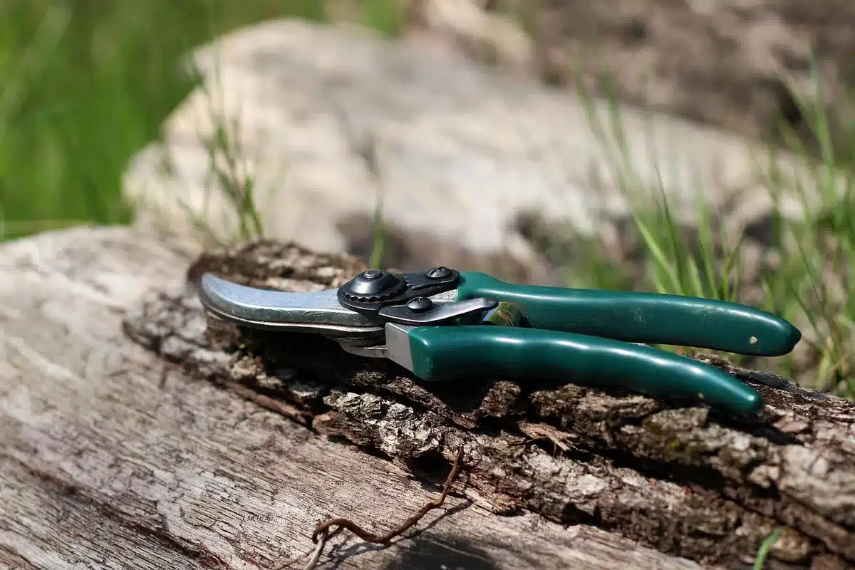 Hands using a diamond card to sharpen pruning shears in daylight