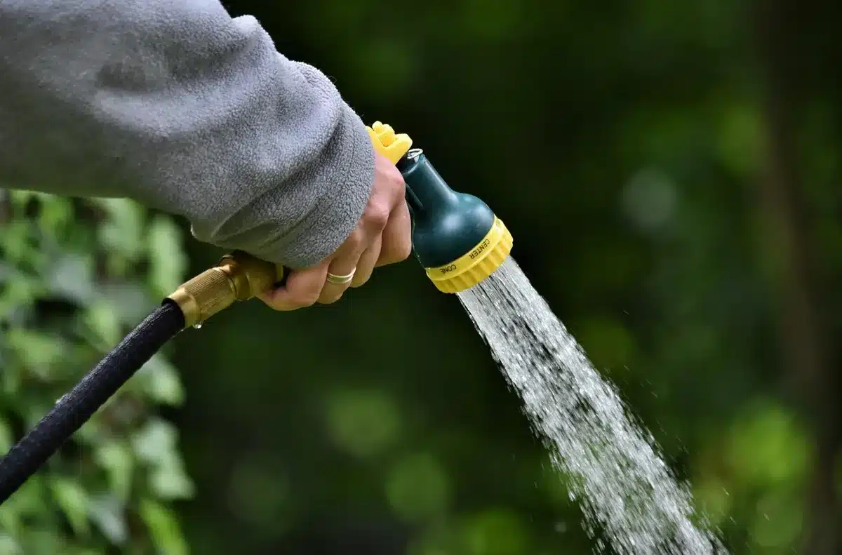 Gardener spraying water on plants to dislodge spider mites during pest treatment