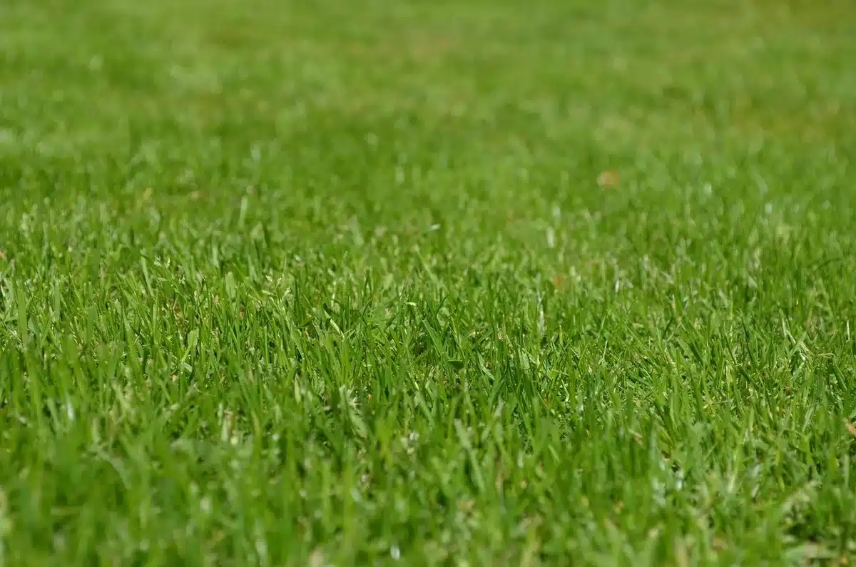 Well-maintained yard with short grass and cleared leaf litter near wooded area
