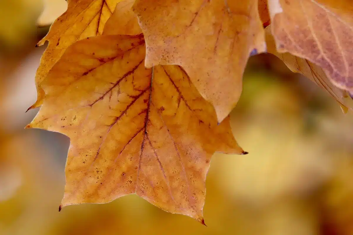 Close-up of colorful leaves on a cool sunny autumn day