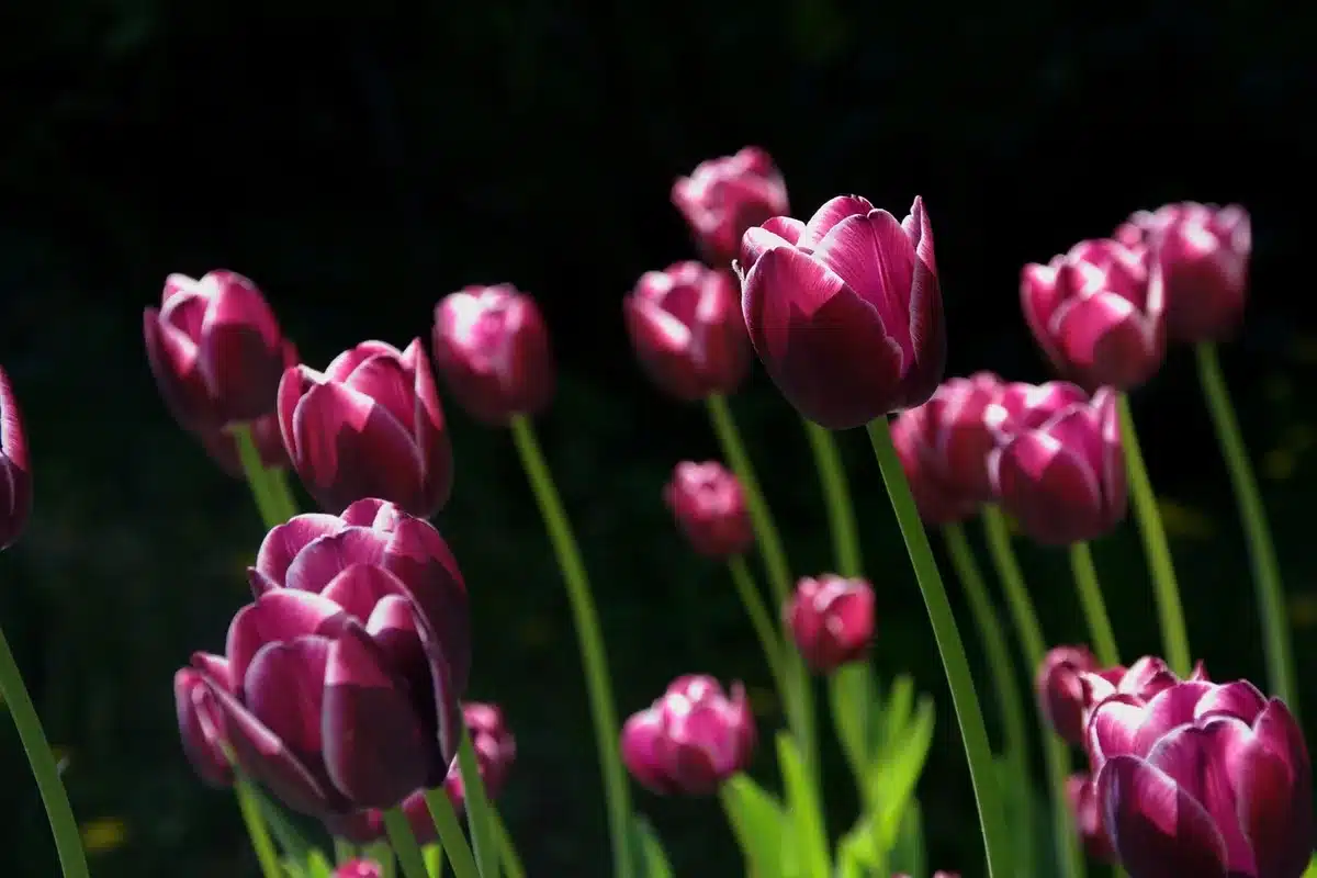 Cluster of tulip and daffodil bulbs planted in a sunny bed