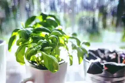 Sunlit windowsill with potted basil and a glass of cuttings
