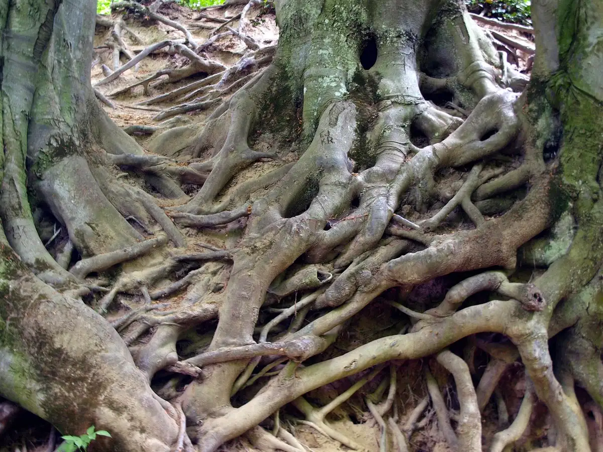 Raised lawn ridge and exposed tree roots near the trunk