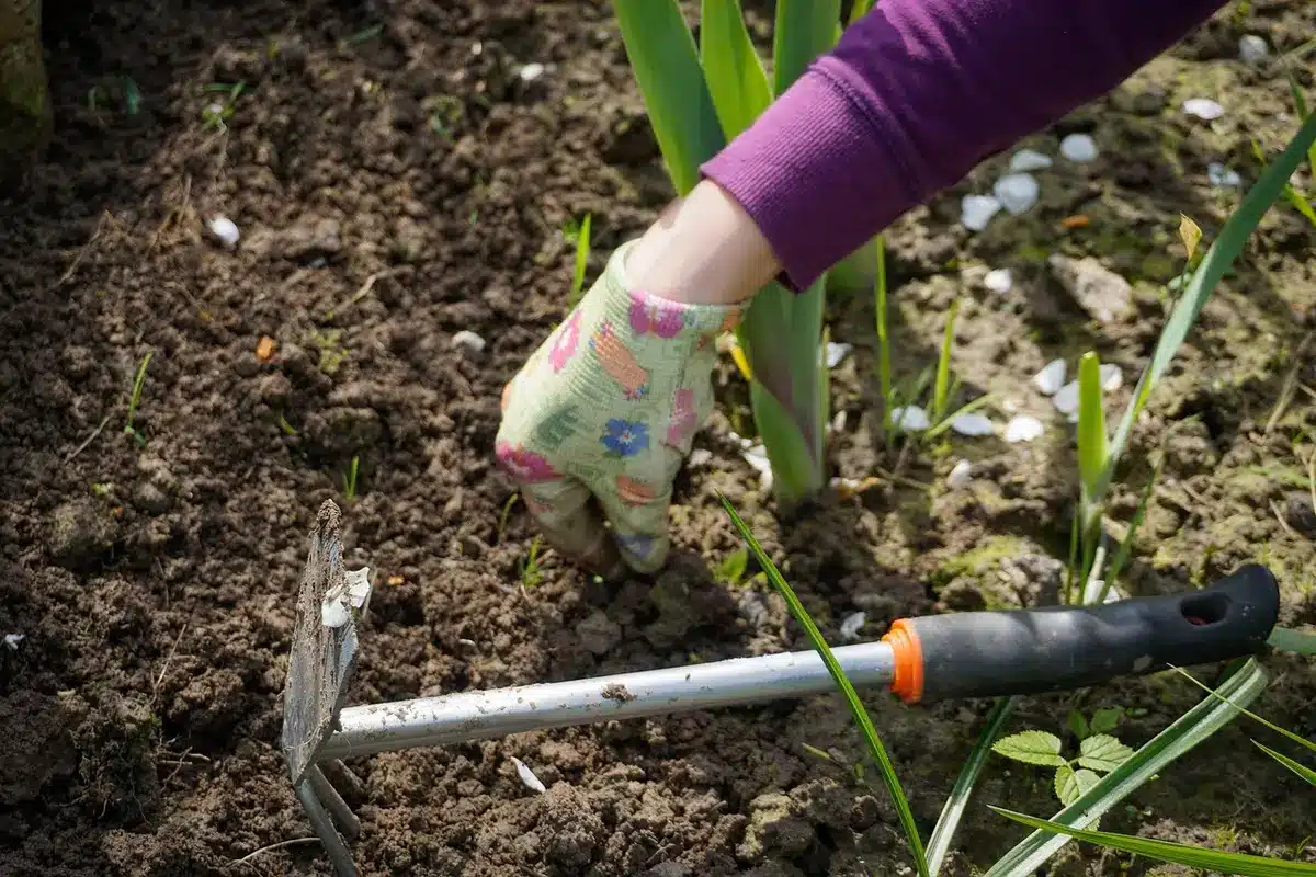 Hands in gloves spreading a loose layer of hardwood mulch around a tree trunk