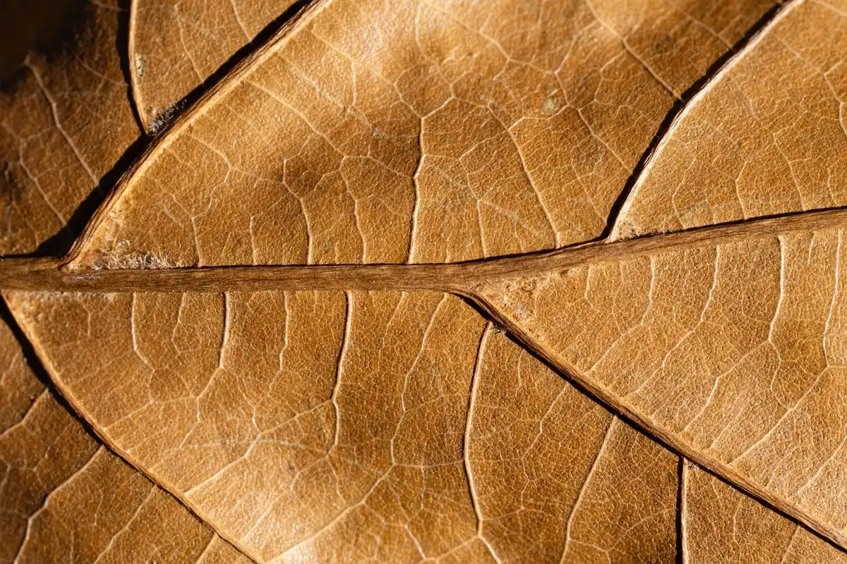 Close-up of a rusty flat-top griddle surface outdoors