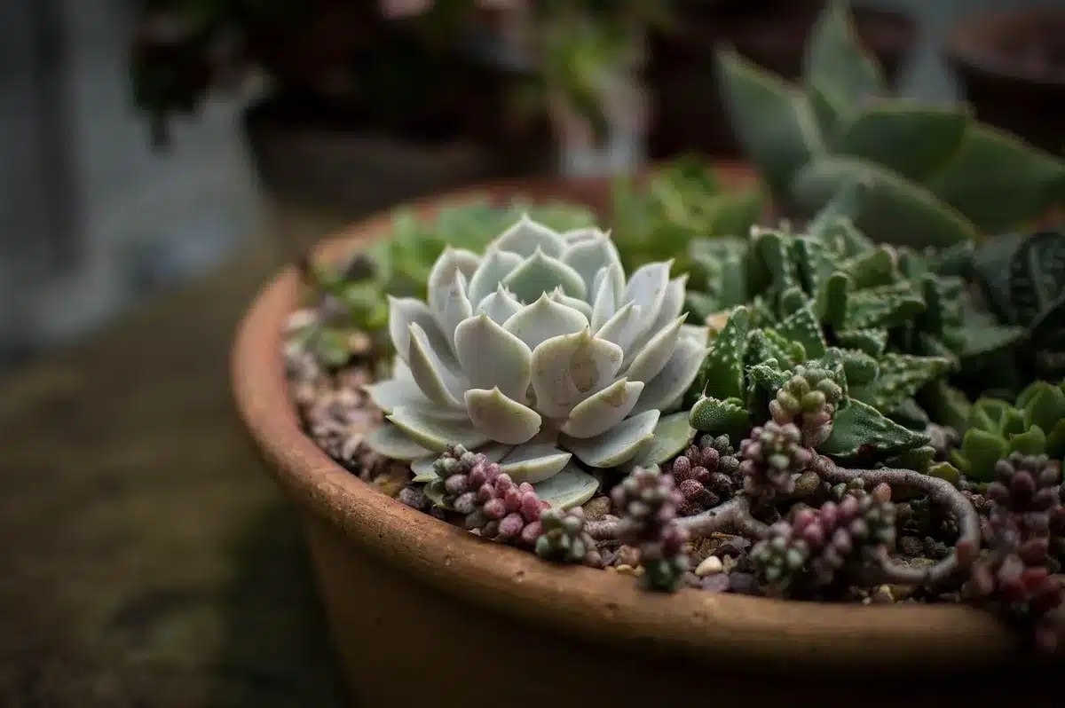 Close-up of a bookshelf converted to a planter with soil and flowers in compartments