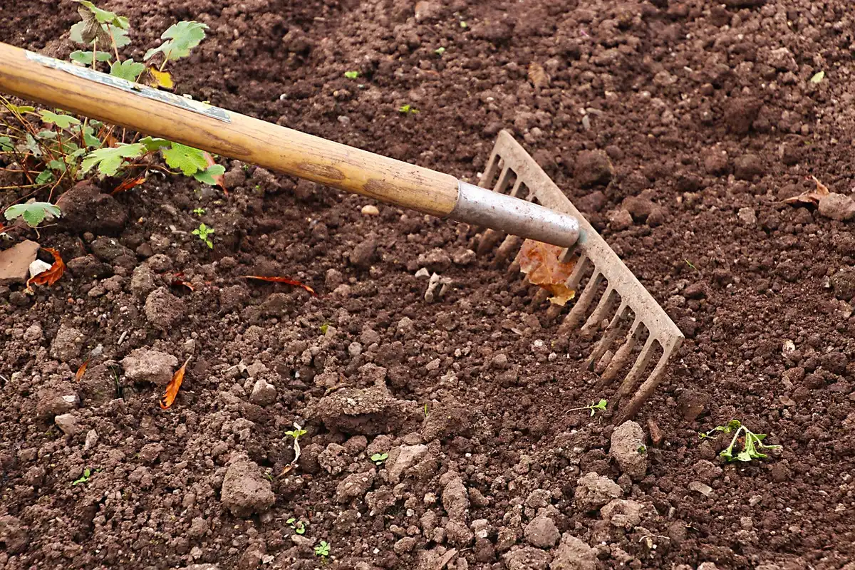 Gardener's hands pressing seedlings into warm fall soil