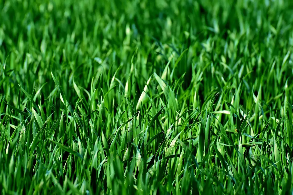 Grass with soil cores on a sunlit lawn after aeration