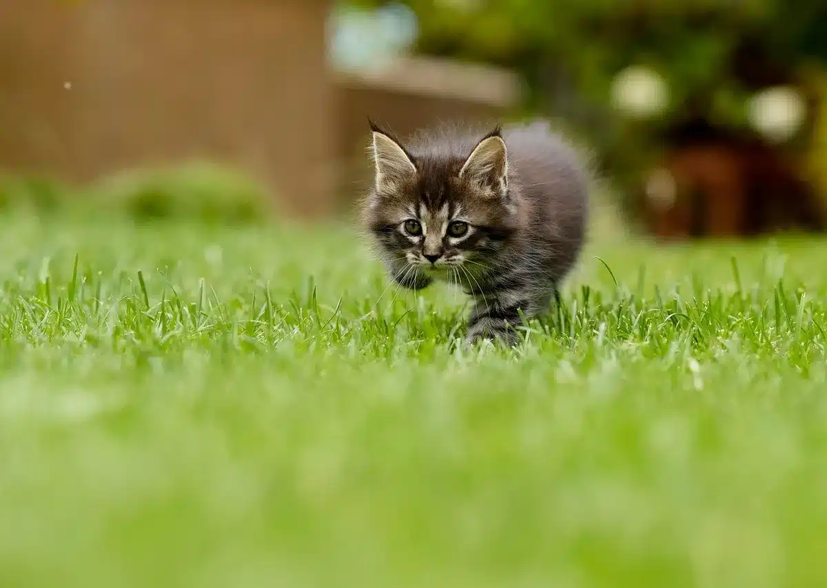 Hands setting out a fertilizer spreader and rake on a bright lawn