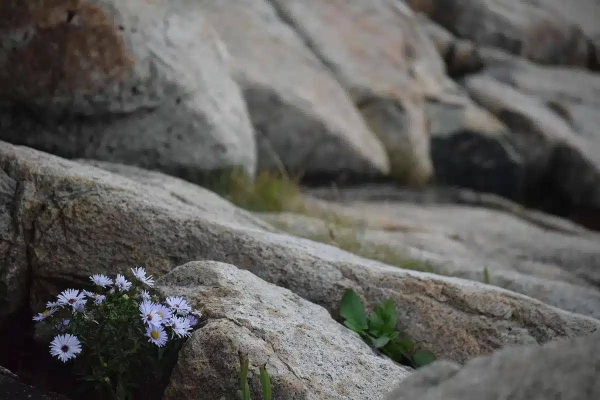 Close view of dense granite edging showing texture and color next to gravel