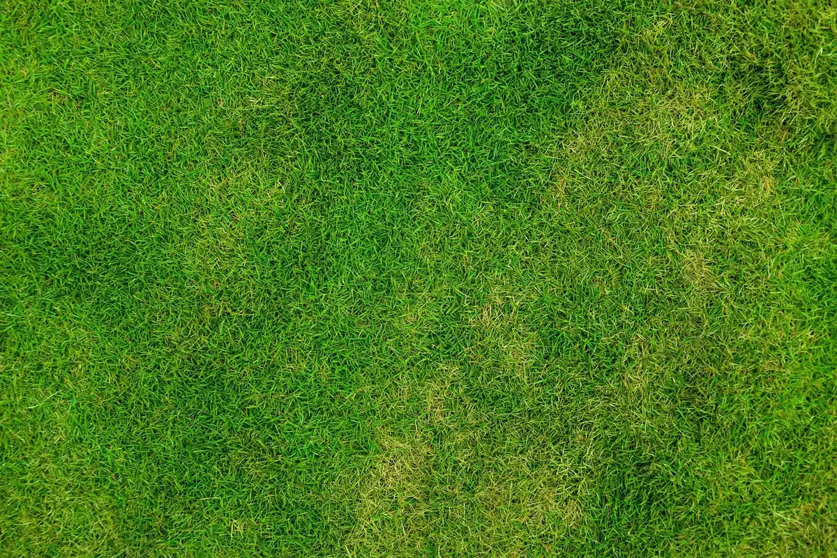 Close-up of a lush cool-season turf such as tall fescue in daylight