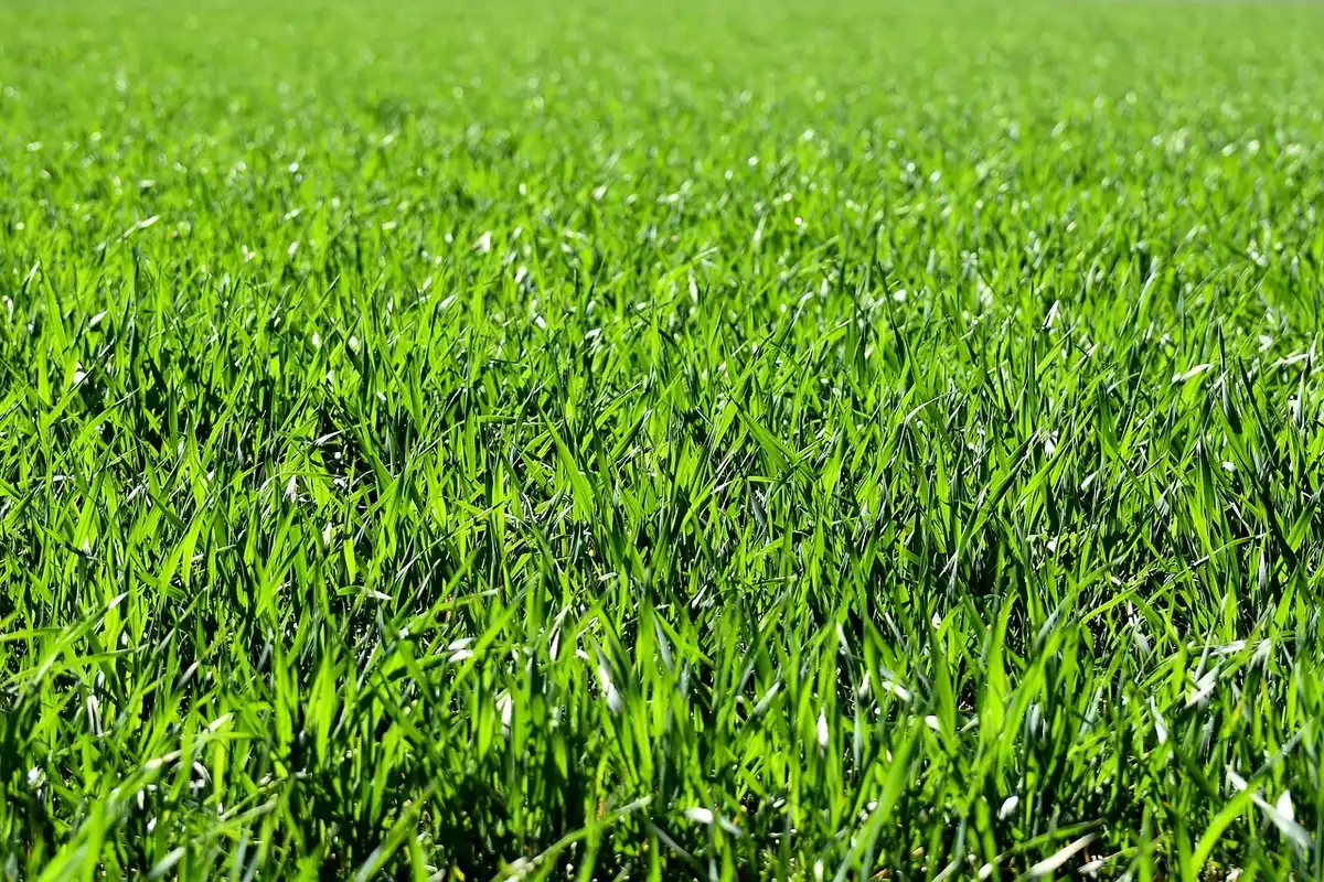 Homeowner operating a core aerator on a sunny lawn during fall