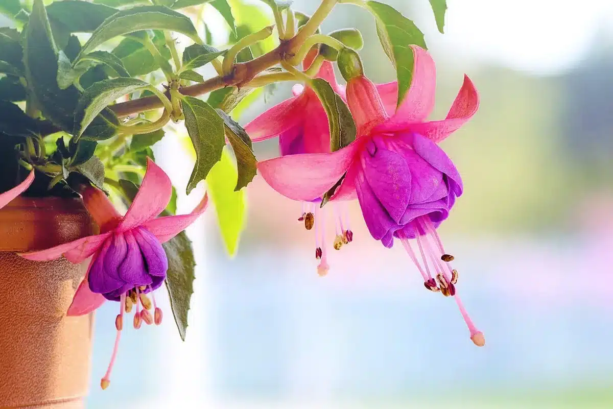 Hanging flower-shaped glass birdbath in a sunny backyard with shrubs