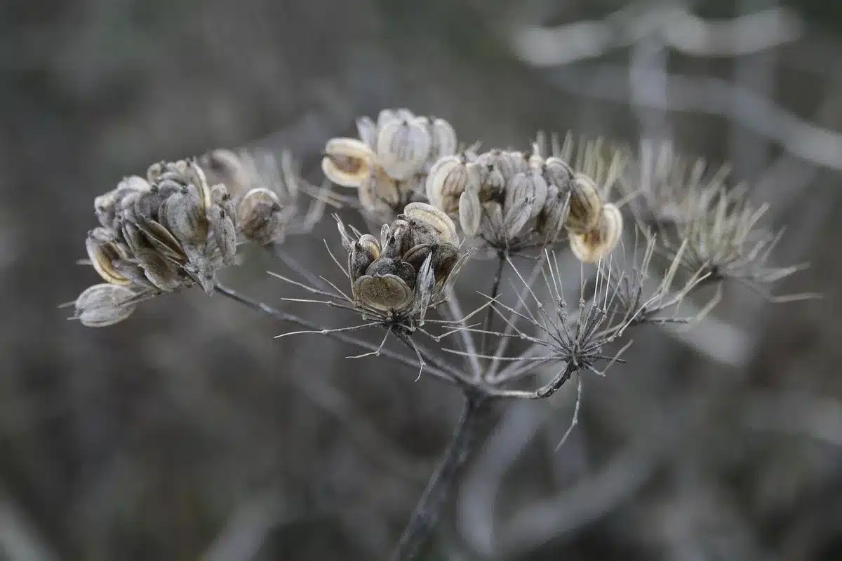 Fresh seed being spread over aerated lawn soil