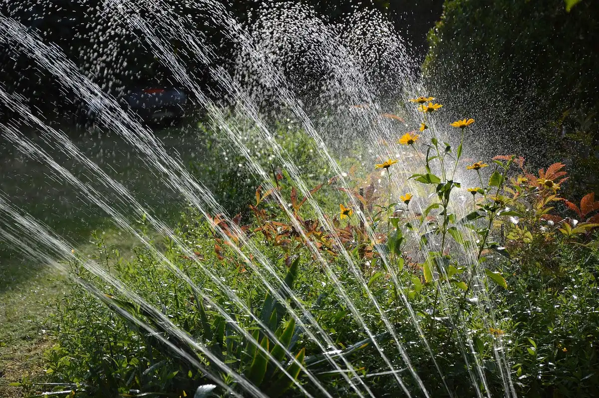 Several small cans spread across a lawn with a sprinkler head visible